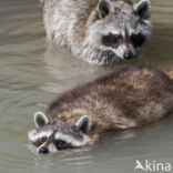 northern raccoon (Procyon lotor)