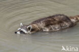 northern raccoon (Procyon lotor)