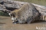 northern raccoon (Procyon lotor)