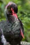 Black Stork (Ciconia nigra)