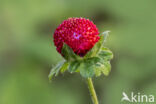 Indische aardbei (Duchesnea indica)