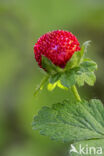 Indische aardbei (Duchesnea indica)