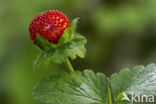 Indian strawberry (Duchesnea indica)