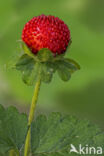 Indische aardbei (Duchesnea indica)