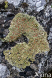 Muurschotelkorst (Lecanora muralis)