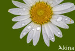 Marguerite (Chrysanthemum leucanthemum)