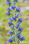 Viper s-bugloss (Echium vulgare)