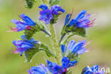 Viper s-bugloss (Echium vulgare)