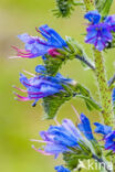 Viper s-bugloss (Echium vulgare)