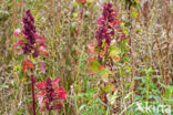 Quinoa (Chenopodium quinoa)