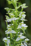 Orchis chlorantha