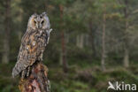 Long-eared Owl (Asio otus)