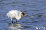 Eurasian Spoonbill (Platalea leucorodia)