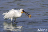 Eurasian Spoonbill (Platalea leucorodia)