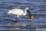 Eurasian Spoonbill (Platalea leucorodia)