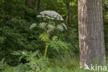 Giant Hogweed (Heracleum mantegazzianum)