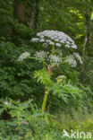 Giant Hogweed (Heracleum mantegazzianum)