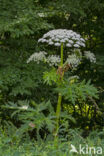 Giant Hogweed (Heracleum mantegazzianum)