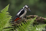 Great Spotted Woodpecker (Dendrocopos major)