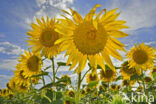 Common Annual Sunflower (Helianthus annuus)