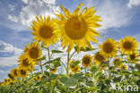 Zonnebloem (Helianthus annuus)