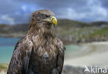 White-tailed Sea Eagle (Haliaeetus albicilla)