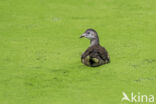 Waterhoen (Gallinula chloropus)