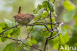 Wren (Troglodytes troglodytes)