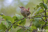 Wren (Troglodytes troglodytes)