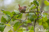 Winterkoning (Troglodytes troglodytes)