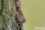 Winterkoning (Troglodytes troglodytes)