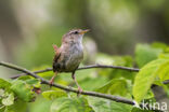 Wren (Troglodytes troglodytes)