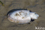 Common Cuttlefish (Sepia officinalis)