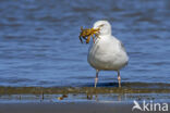 Zilvermeeuw (Larus argentatus)