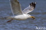 Zilvermeeuw (Larus argentatus)