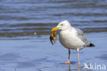 Zilvermeeuw (Larus argentatus)