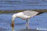 Zilvermeeuw (Larus argentatus)