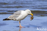 Zilvermeeuw (Larus argentatus)