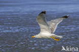 Geelpootmeeuw (Larus michahellis)