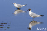 Black-headed Gull (Larus ridibundus)