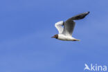 Black-headed Gull (Larus ridibundus)