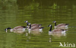 Canadese Gans (Branta canadensis)