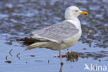 Zilvermeeuw (Larus argentatus)