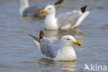 Zilvermeeuw (Larus argentatus)