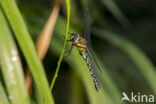 Paardenbijter (Aeshna mixta)