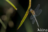 Paardenbijter (Aeshna mixta)