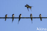 Boerenzwaluw (Hirundo rustica)