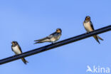 Barn Swallow (Hirundo rustica)