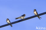 Boerenzwaluw (Hirundo rustica)