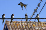 Boerenzwaluw (Hirundo rustica)